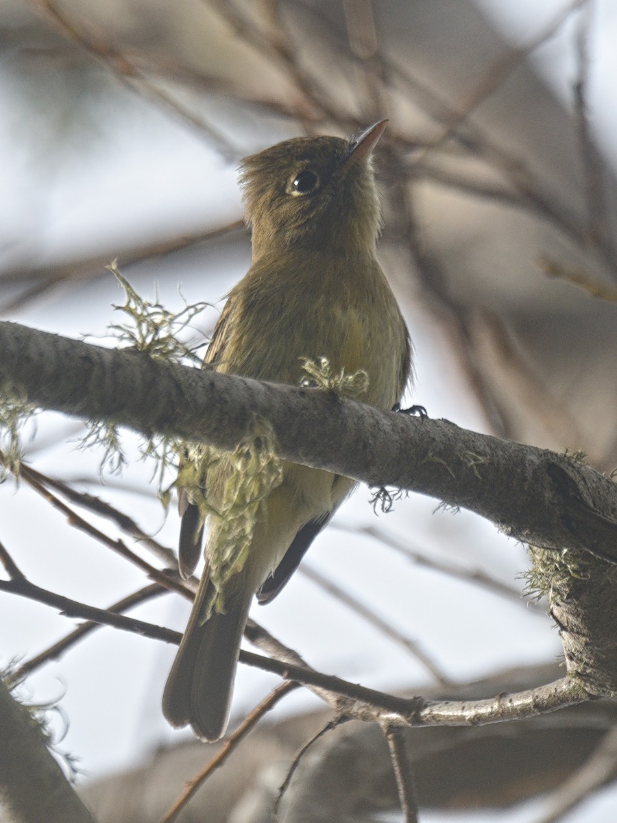 Western Flycatcher (Pacific-slope) - ML636453201