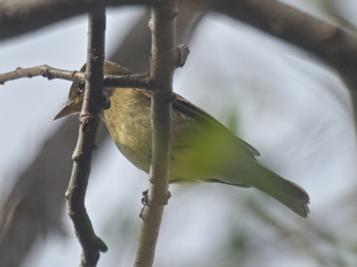 Western Flycatcher (Pacific-slope) - ML636453204