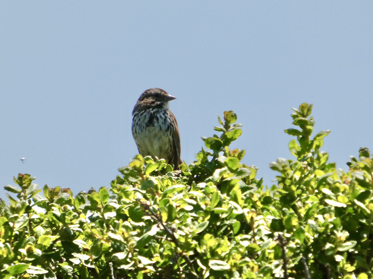 Song Sparrow - ML636453206