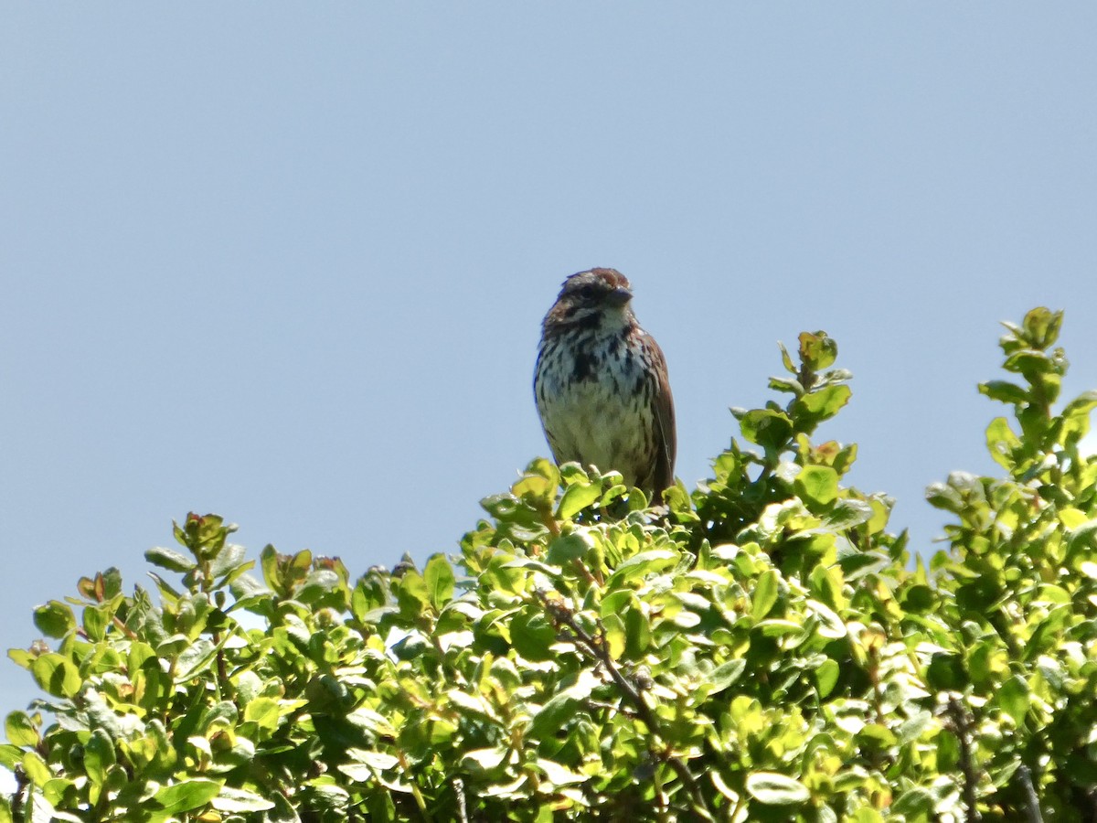 Song Sparrow - ML636453207