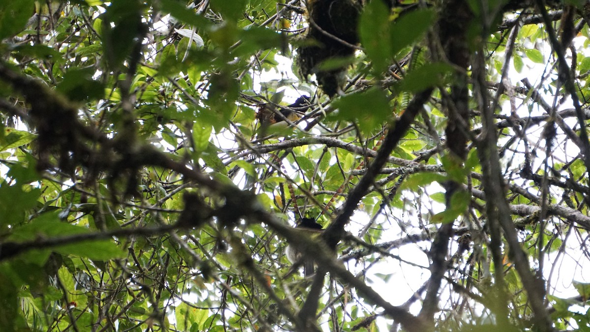 King-of-Saxony Bird-of-Paradise - ML636453210