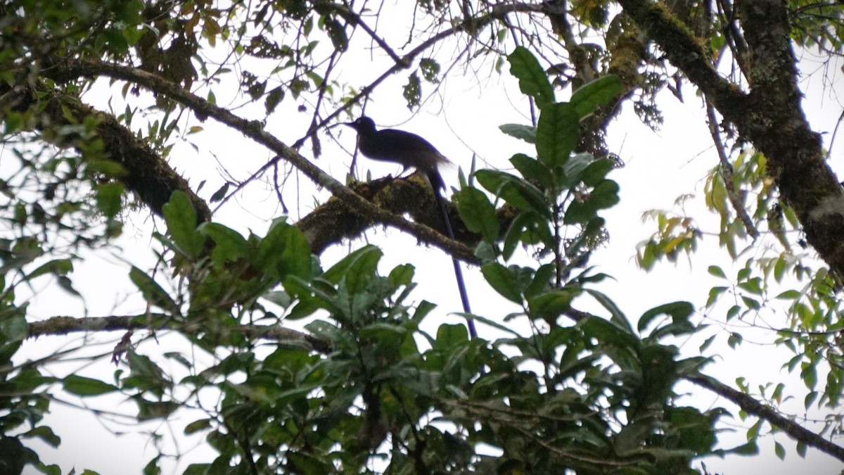 Brown Sicklebill - ML636453212