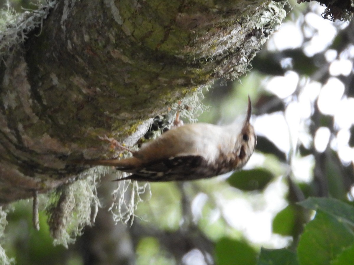 Brown Creeper - ML636453287