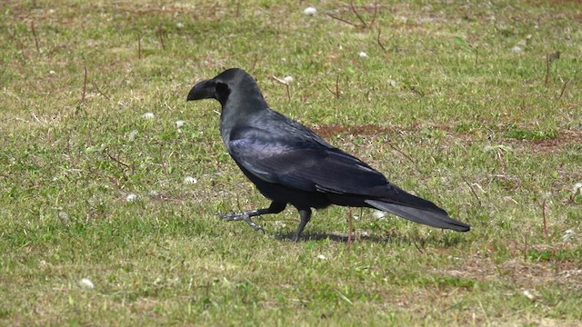 Large-billed Crow (Large-billed) - ML636453323