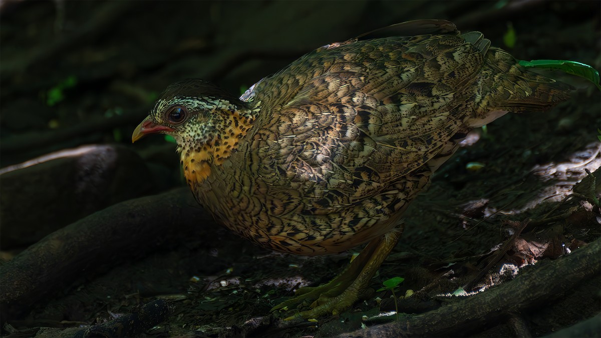 Scaly-breasted Partridge - ML636453327