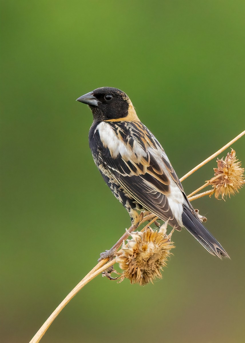 Bobolink - ML636453362