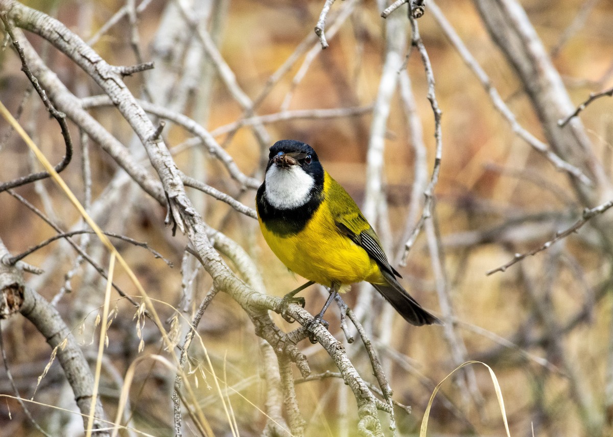 Golden Whistler (Western) - ML636453386