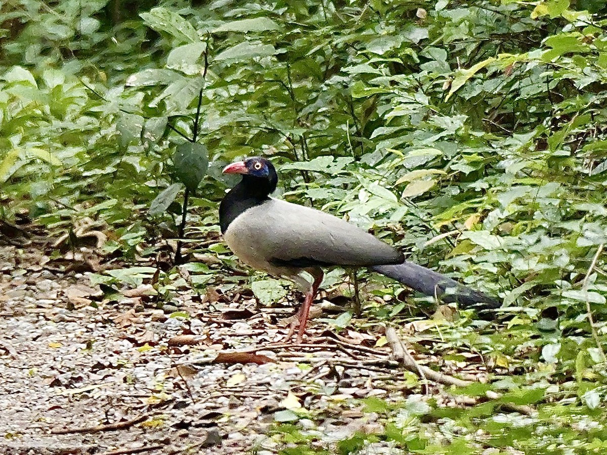 Coral-billed Ground-Cuckoo - ML636453441