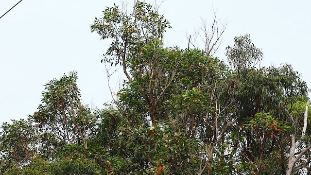White-naped Honeyeater - ML636453471