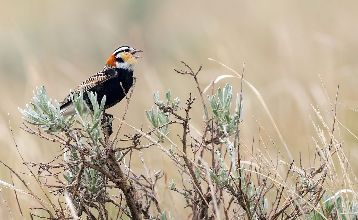 Chestnut-collared Longspur - ML636453542
