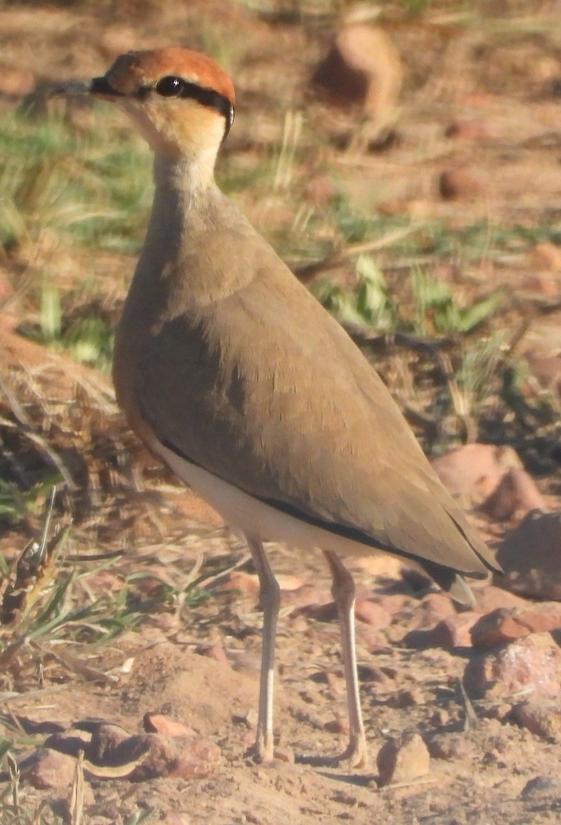 Courvite de Temminck - ML636453610