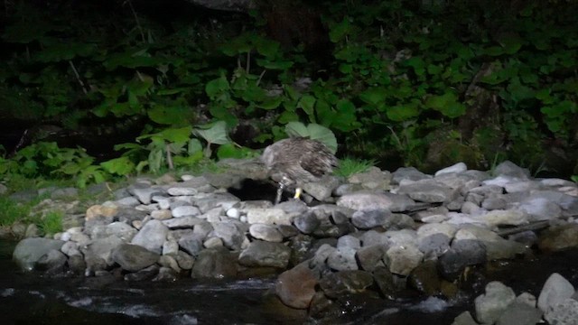 Blakiston's Fish-Owl (blakistoni) - ML636453662