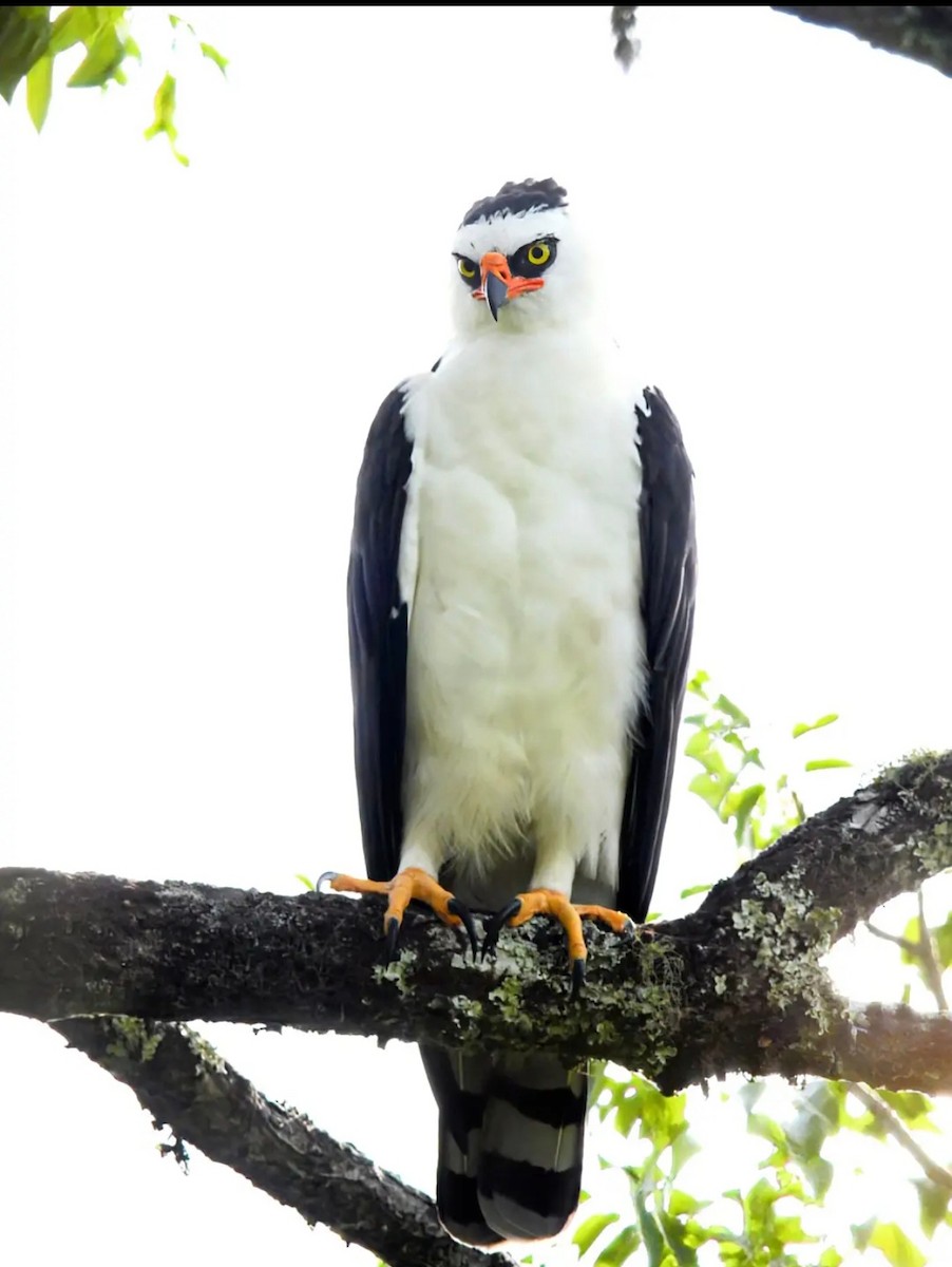 Black-and-white Hawk-Eagle - ML636453706