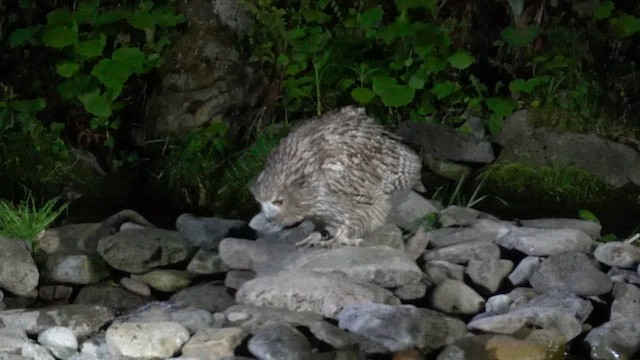 Blakiston's Fish-Owl (blakistoni) - ML636453770