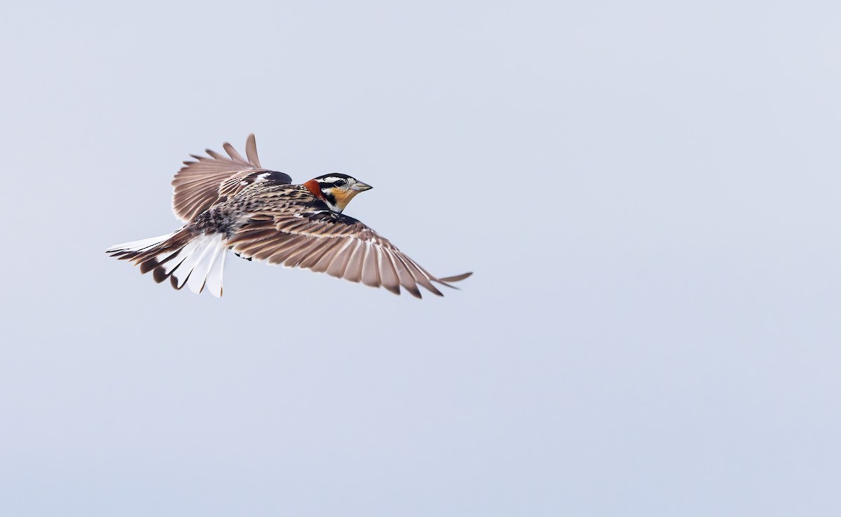 Chestnut-collared Longspur - ML636453784