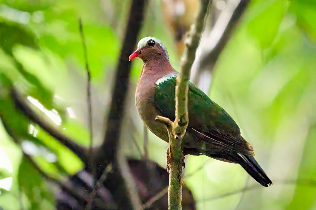 Asian Emerald Dove - ML636453817