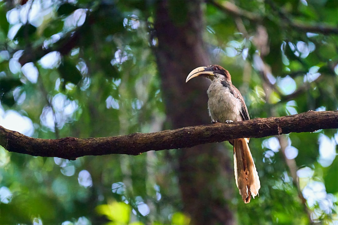 Sri Lanka Gray Hornbill - ML636453821