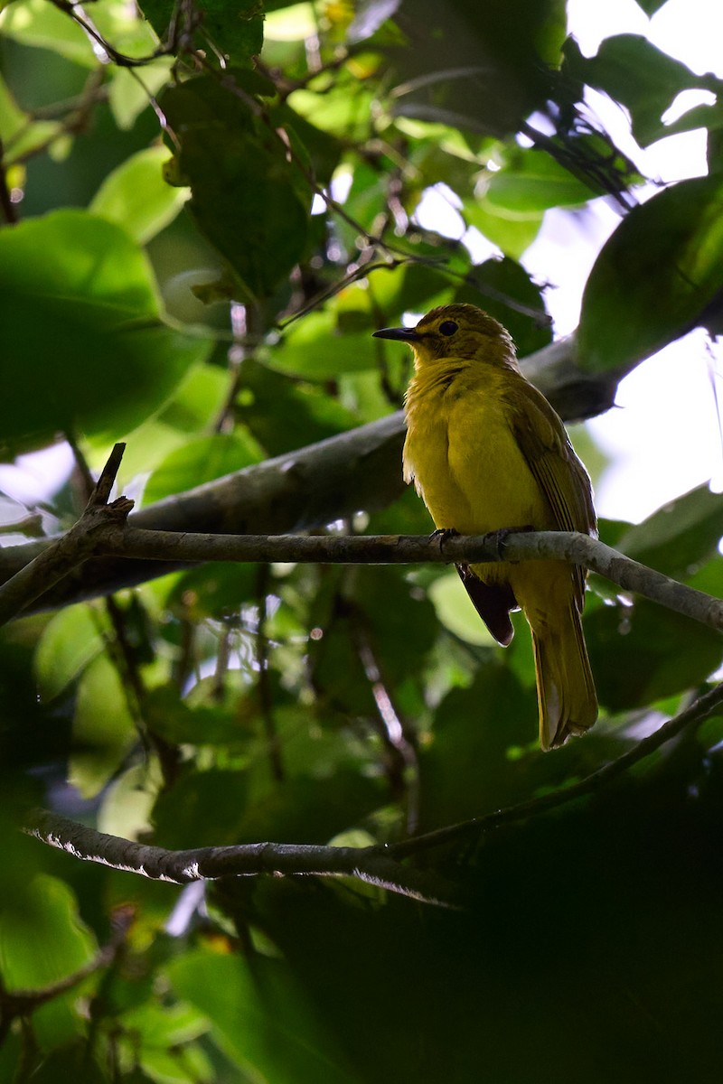 Yellow-browed Bulbul - ML636453840
