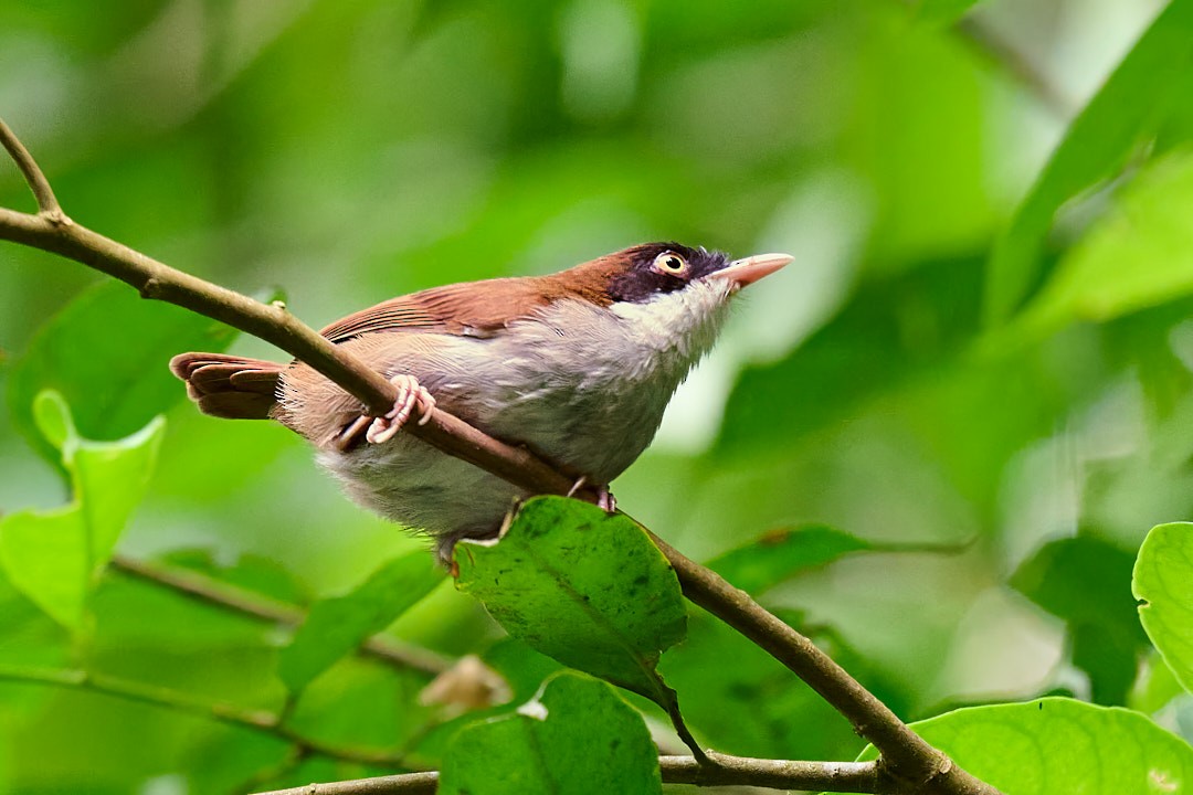 Dark-fronted Babbler - ML636453843