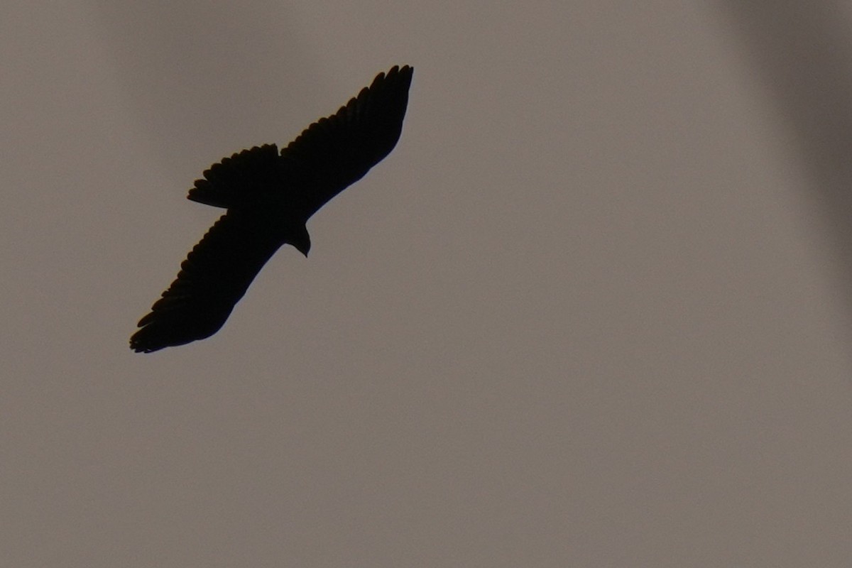 Black Eagle - ML636453880