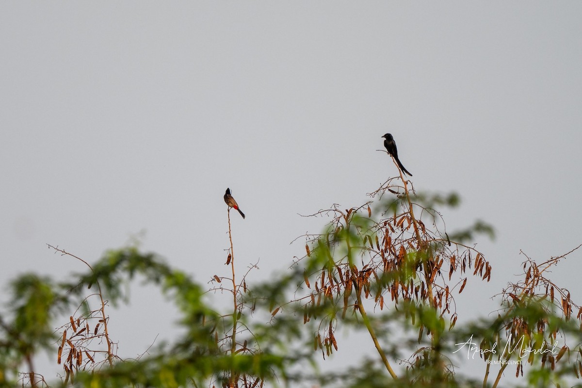 Bronzed Drongo - ML636453917