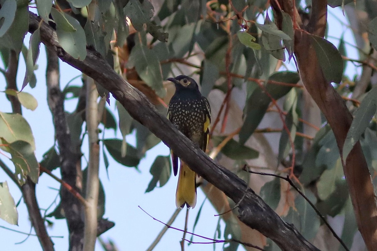 Regent Honeyeater - ML636453979