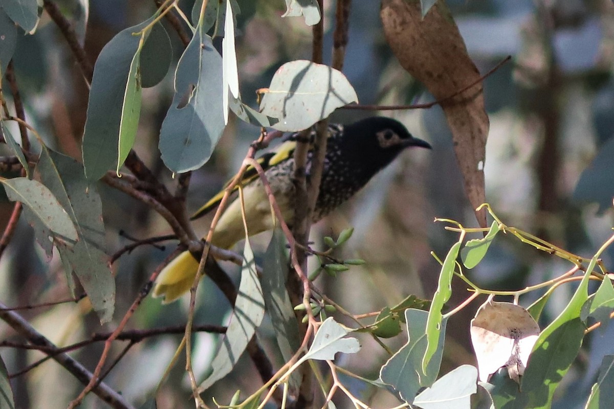 Regent Honeyeater - ML636453980