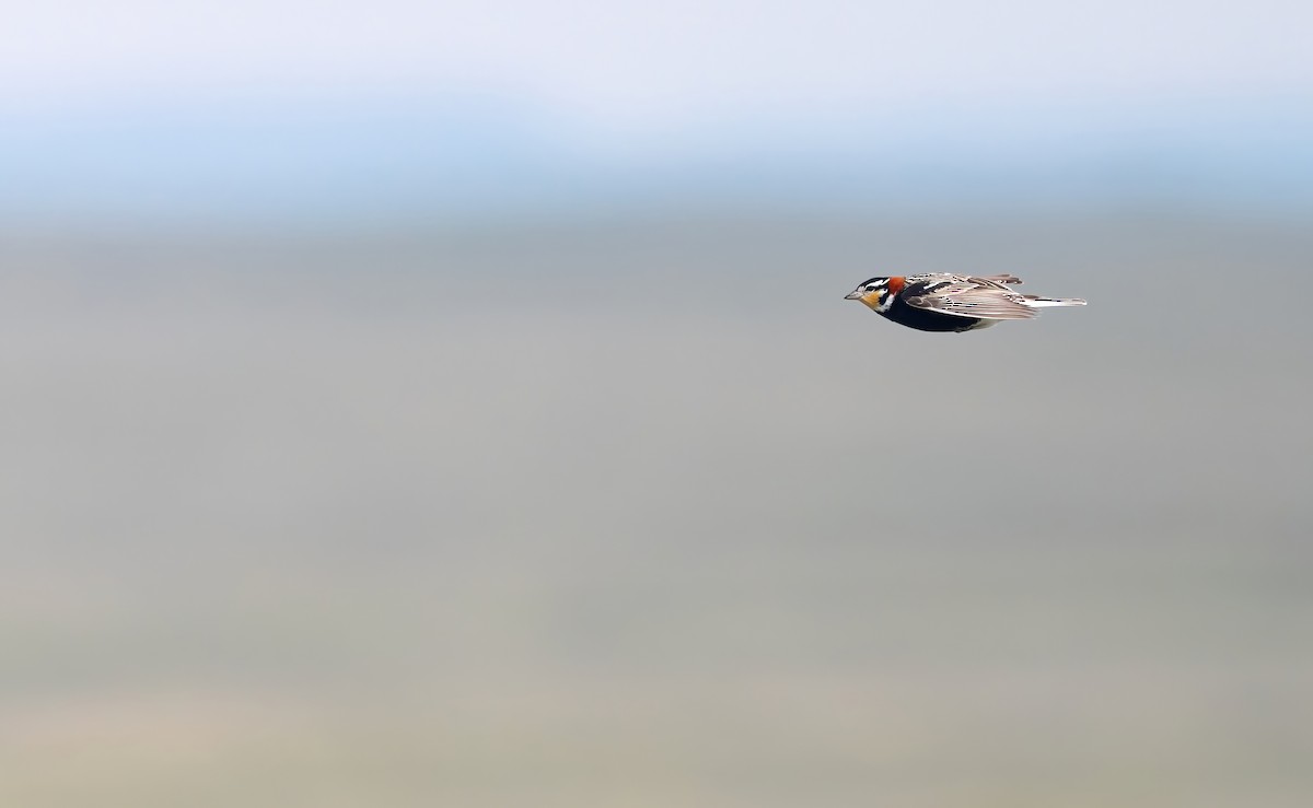 Chestnut-collared Longspur - ML636454017