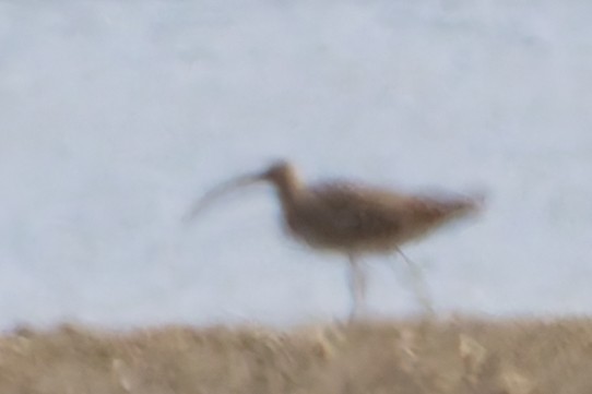 Long-billed Curlew - ML636454026