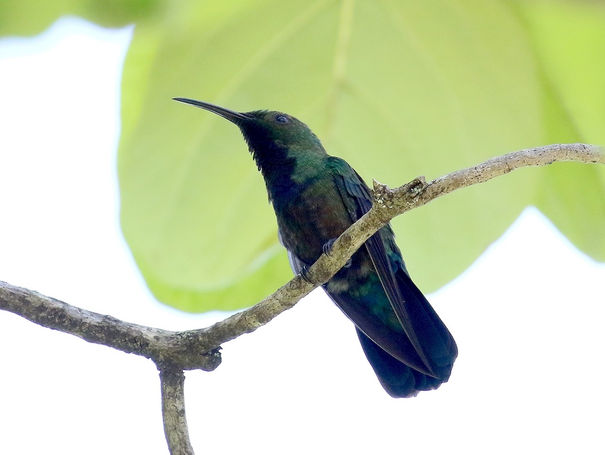 Green-throated Carib - ML636454066