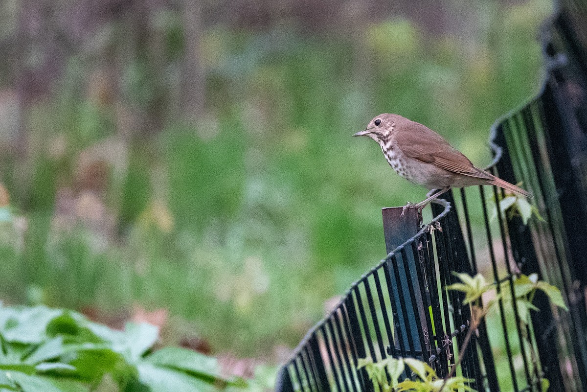 Hermit Thrush - ML636454125