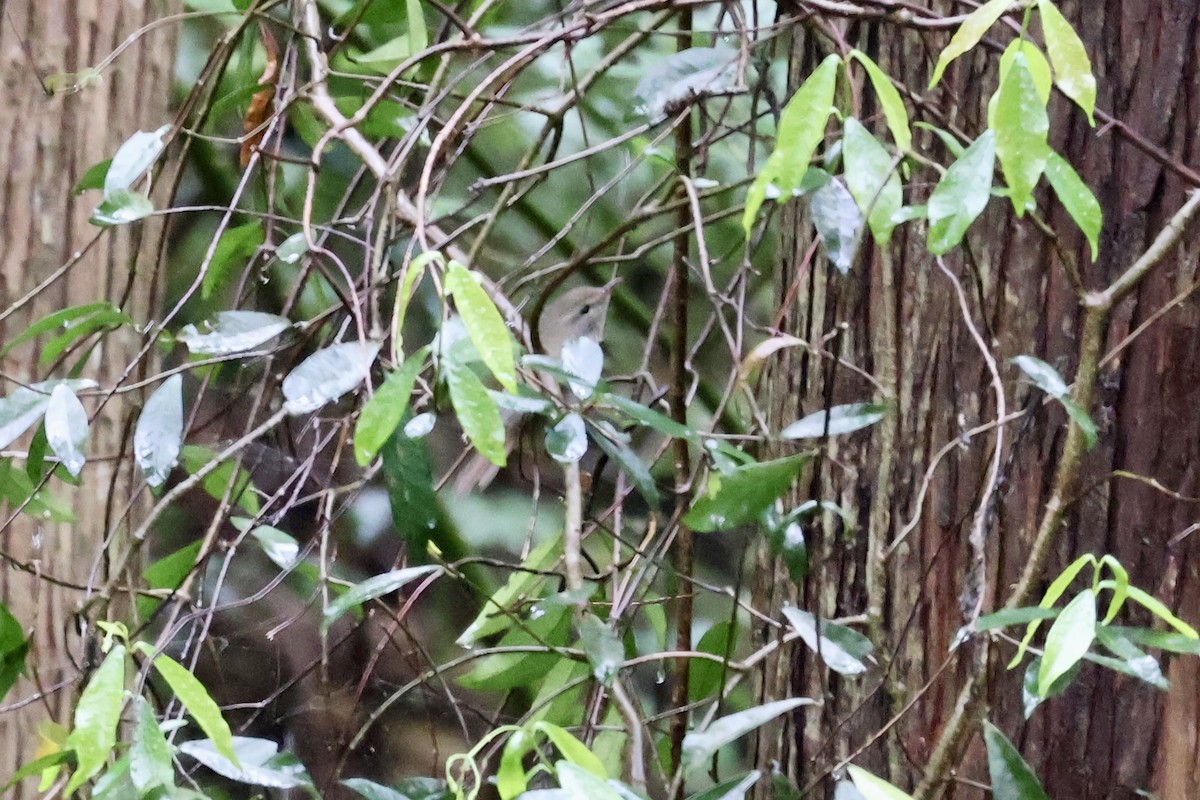 Japanese Bush Warbler - ML636454143