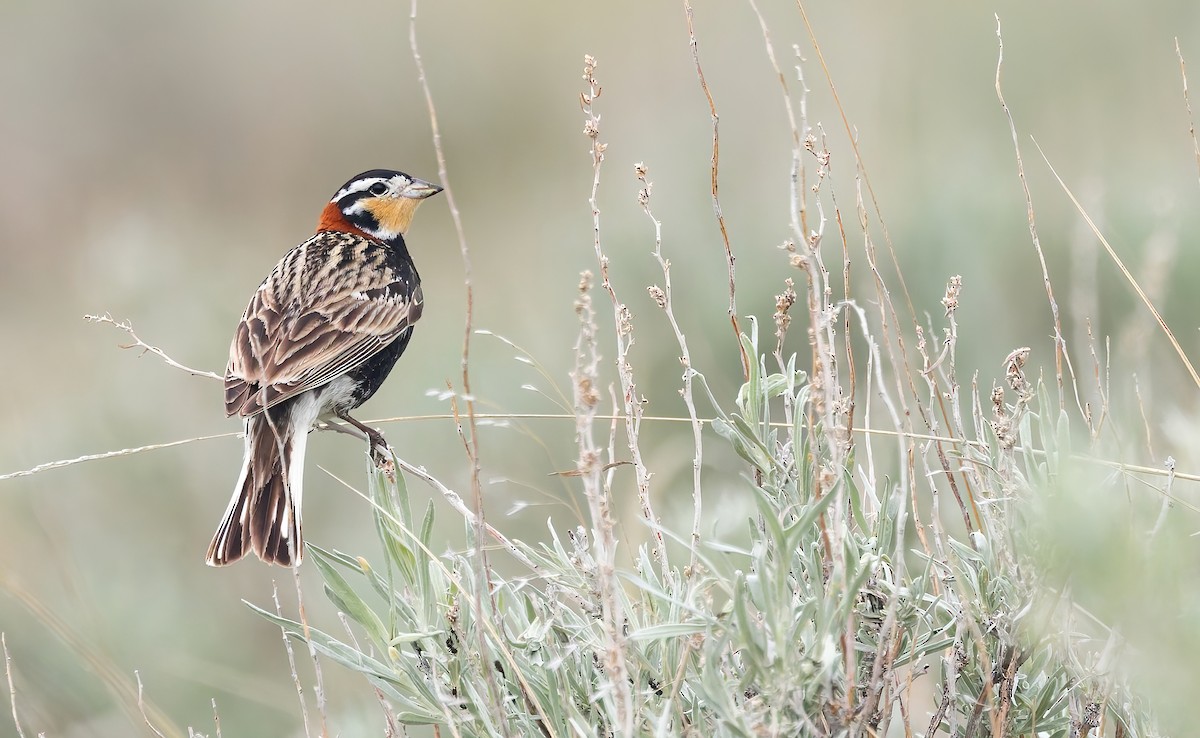 Chestnut-collared Longspur - ML636454176