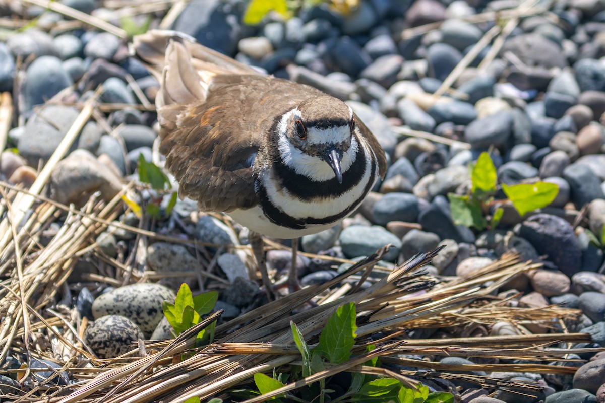 Killdeer - ML636454229