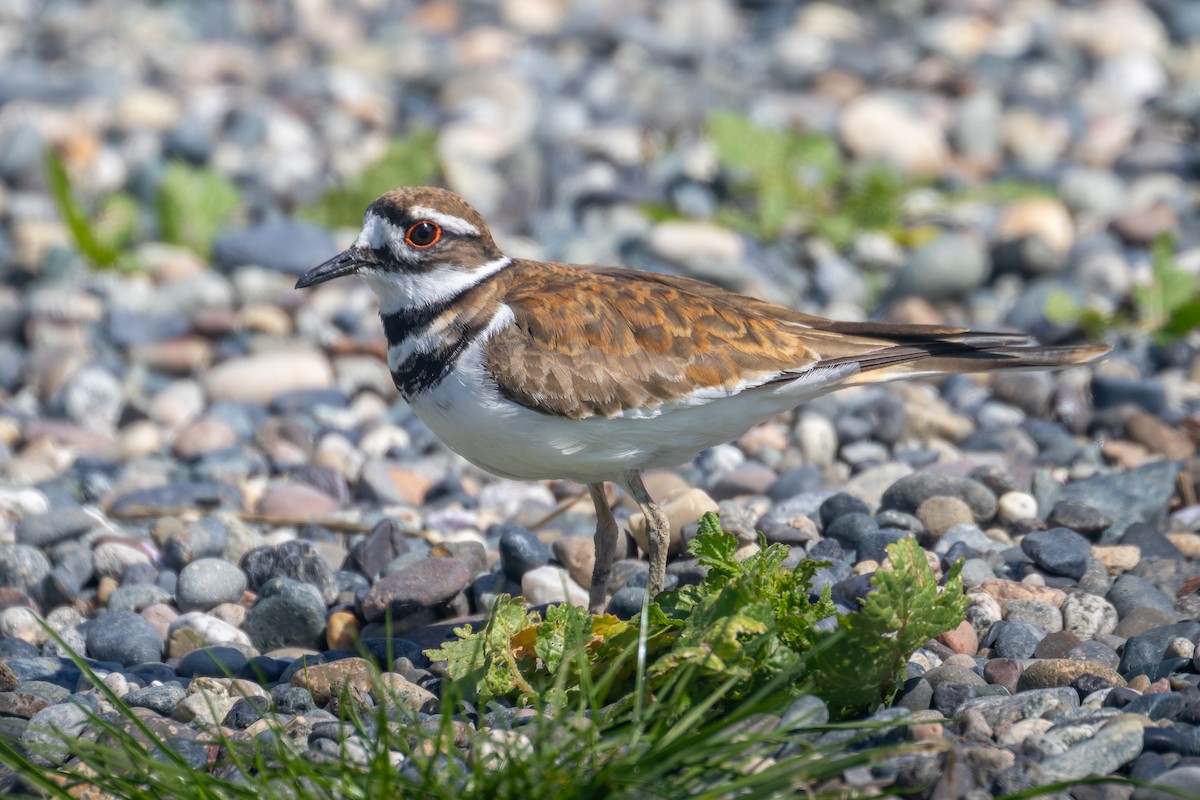 Killdeer - ML636454231