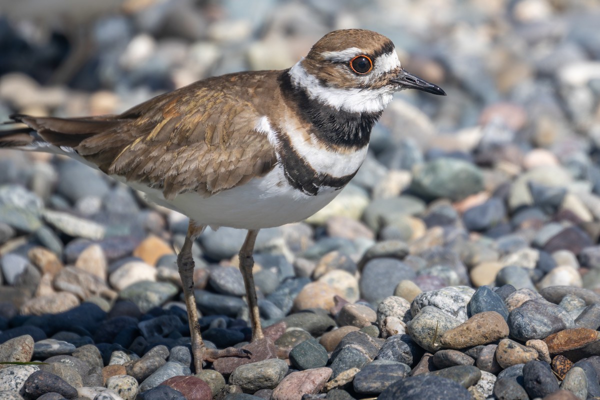 Killdeer - ML636454233