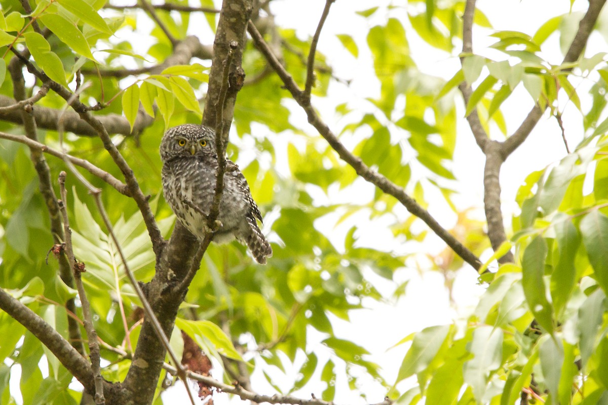Collared Owlet - ML636454250