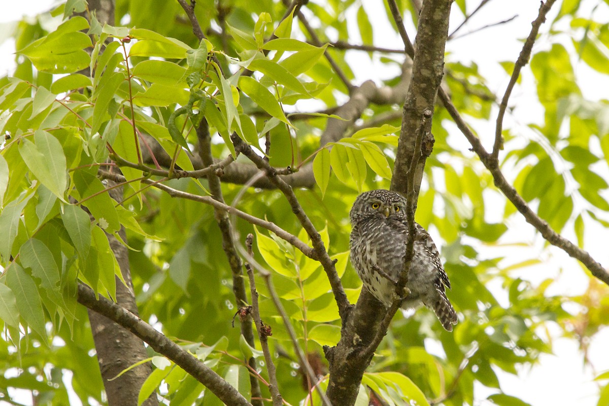 Collared Owlet - ML636454251
