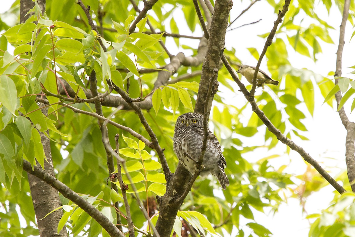 Collared Owlet - ML636454252