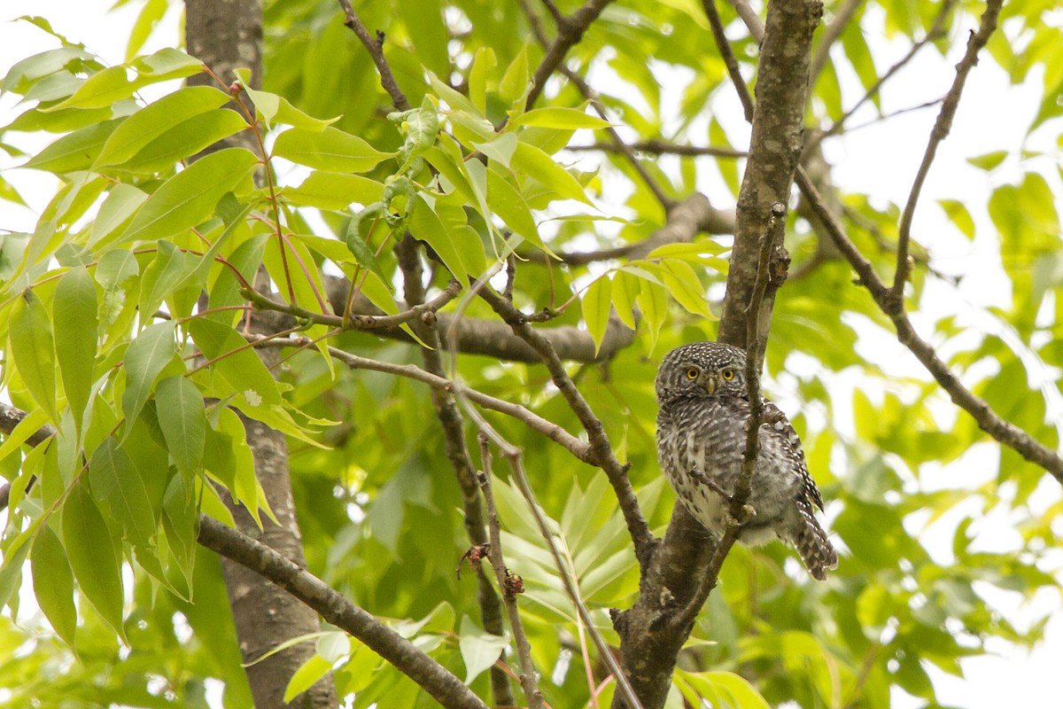 Collared Owlet - ML636454253