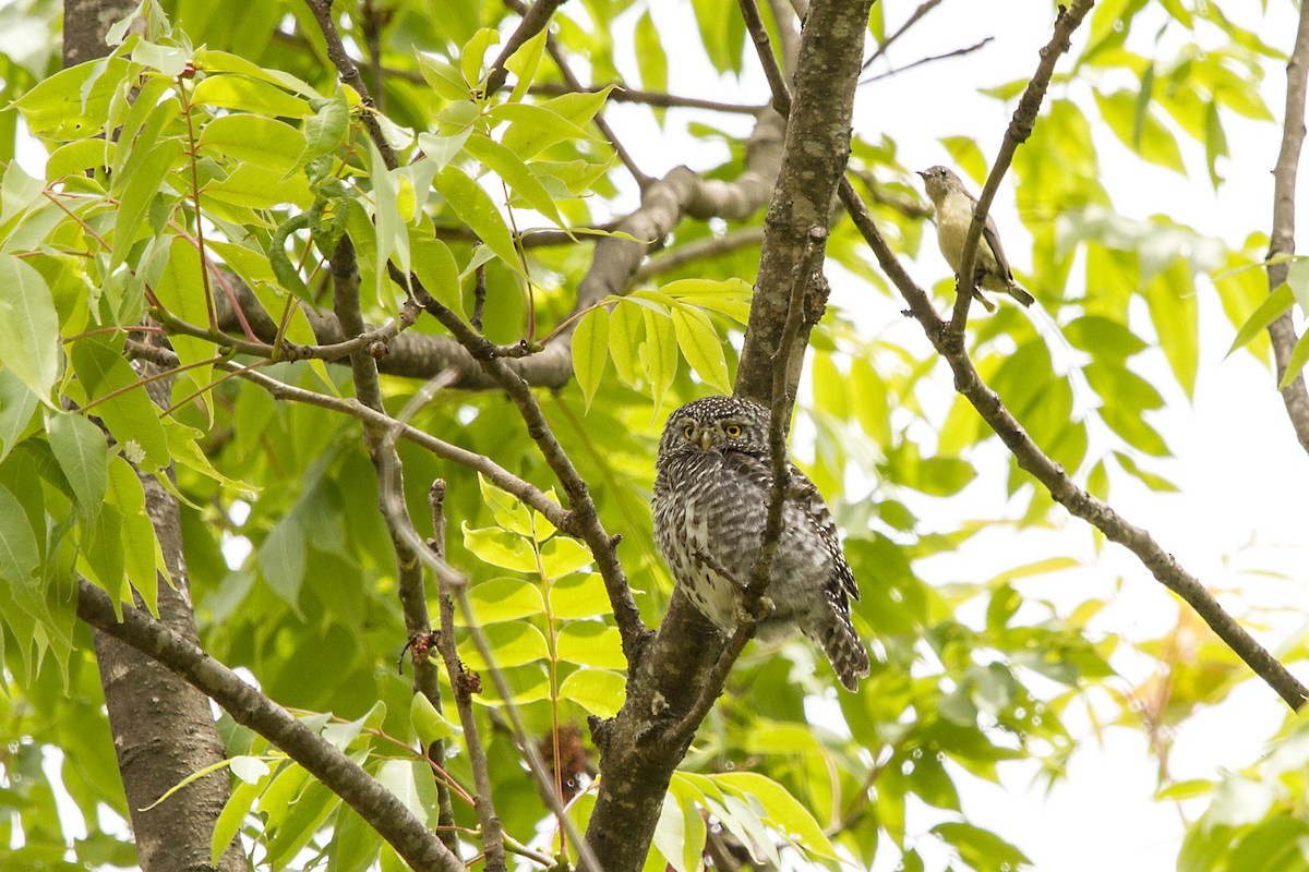 Collared Owlet - ML636454254