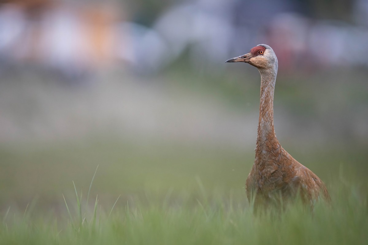 Sandhill Crane - ML636454263