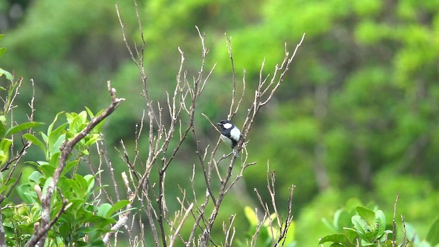 Asian Tit (Okinawa) - ML636454275