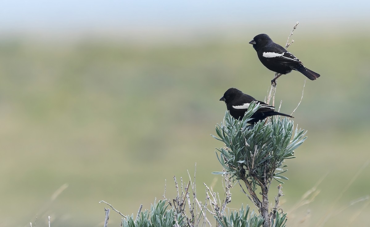 Lark Bunting - ML636454283