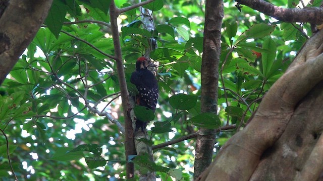 White-backed Woodpecker (Amami) - ML636454304