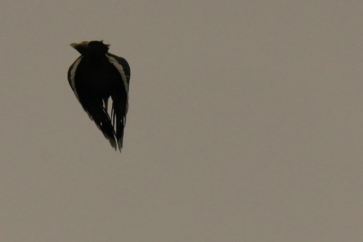 Oriental Pied-Hornbill - ML636454323