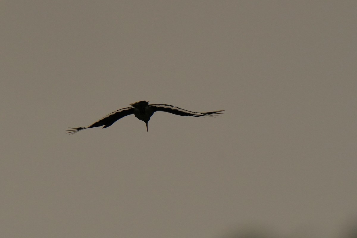 Oriental Pied-Hornbill - ML636454324