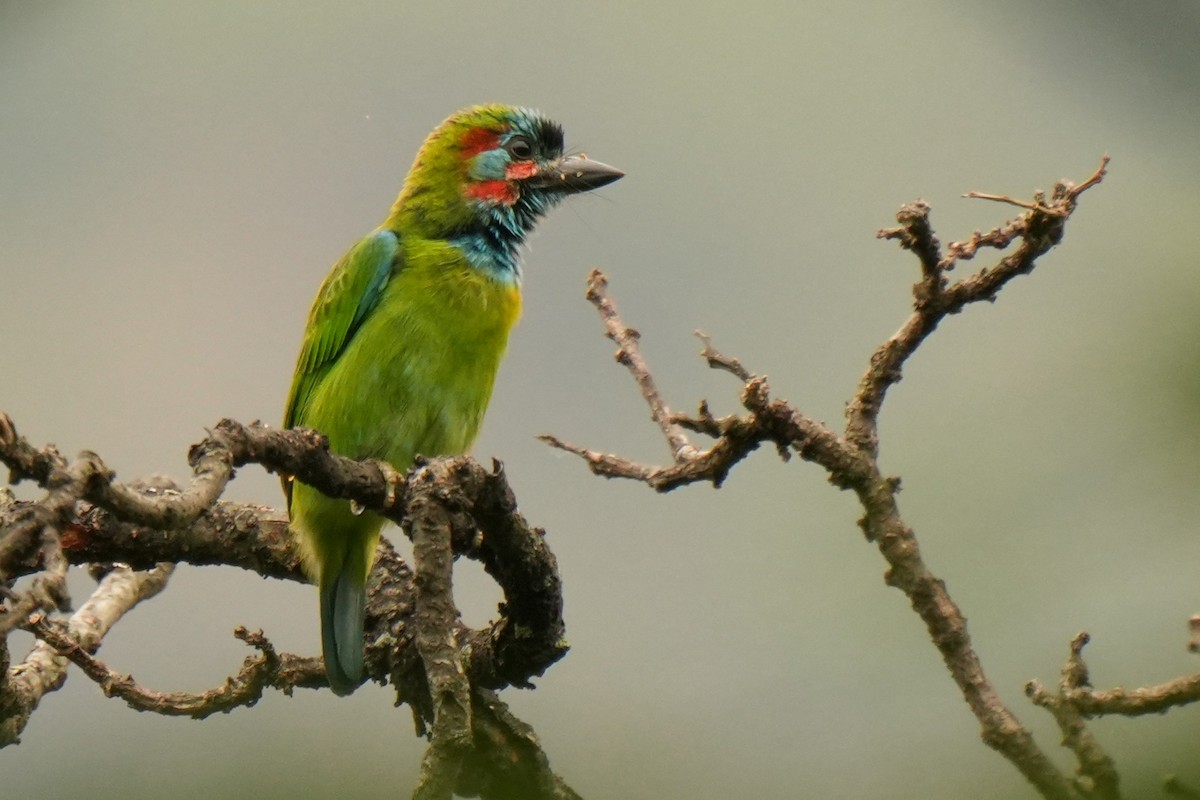 Blue-eared Barbet - ML636454345