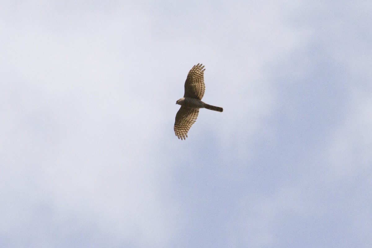 Морин харцага - ML636454352