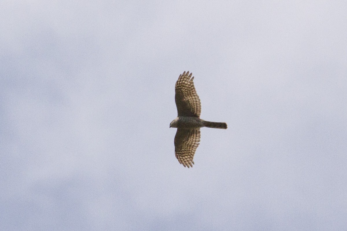 Морин харцага - ML636454353